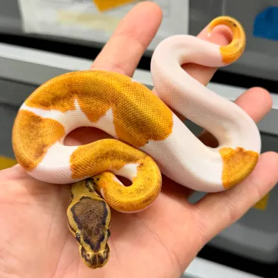 Pied Orange Dream Pinstripe
