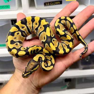 Desert Ghost Het Clown