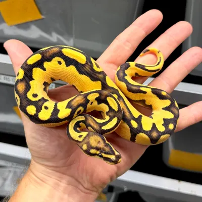 Fire Het Pied Super Orange Dream