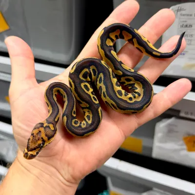 Leopard Clown Hurricane