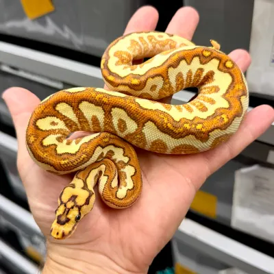 Yellow Belly Clown Enchi Special Spotnose Red Stripe