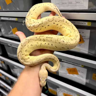 Cinnamon Clown Pinstripe Desert Ghost