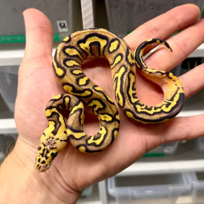 Pastel Clown Enchi Gravel Stranger