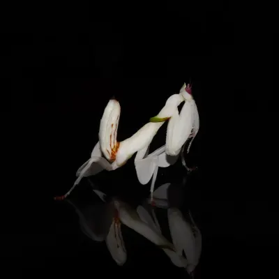 Mantises