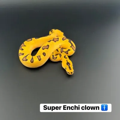 Super Enchi clown 🚹