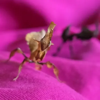 Mantises