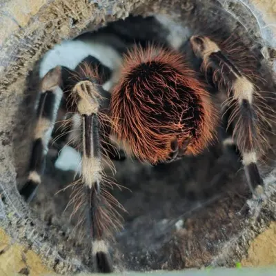 Tarantulas