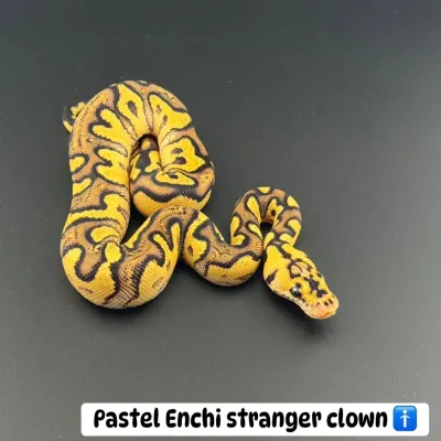 Pastel Enchi stranger clown 🚹