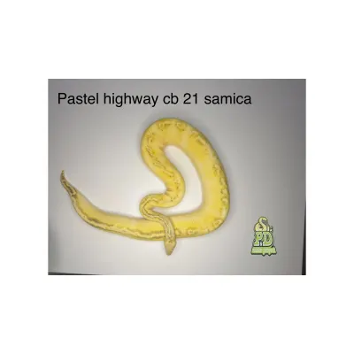 Pastel Highway