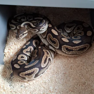 Cinnamon Het Clown
