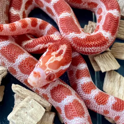 Corn Snake
