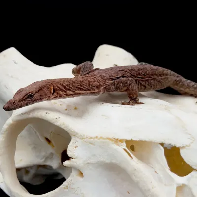 Pilbara Rock Monitor