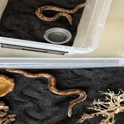 Kenyan Sand Boa