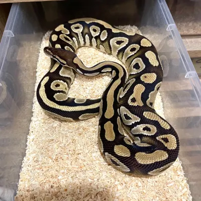 Ball Python