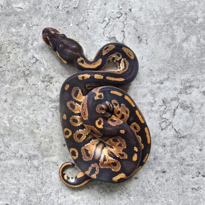 Ball Python