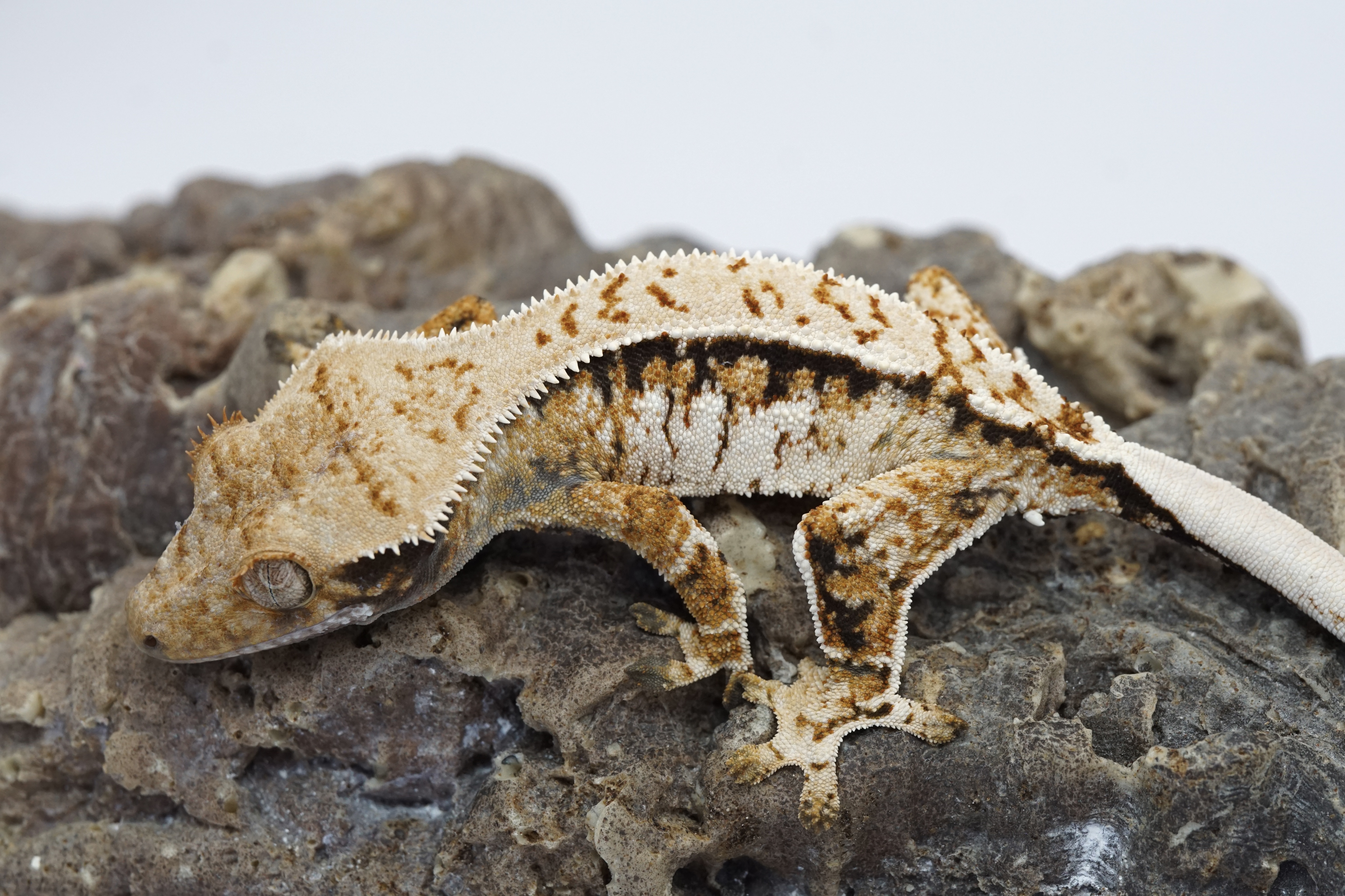 Tricolor high white male