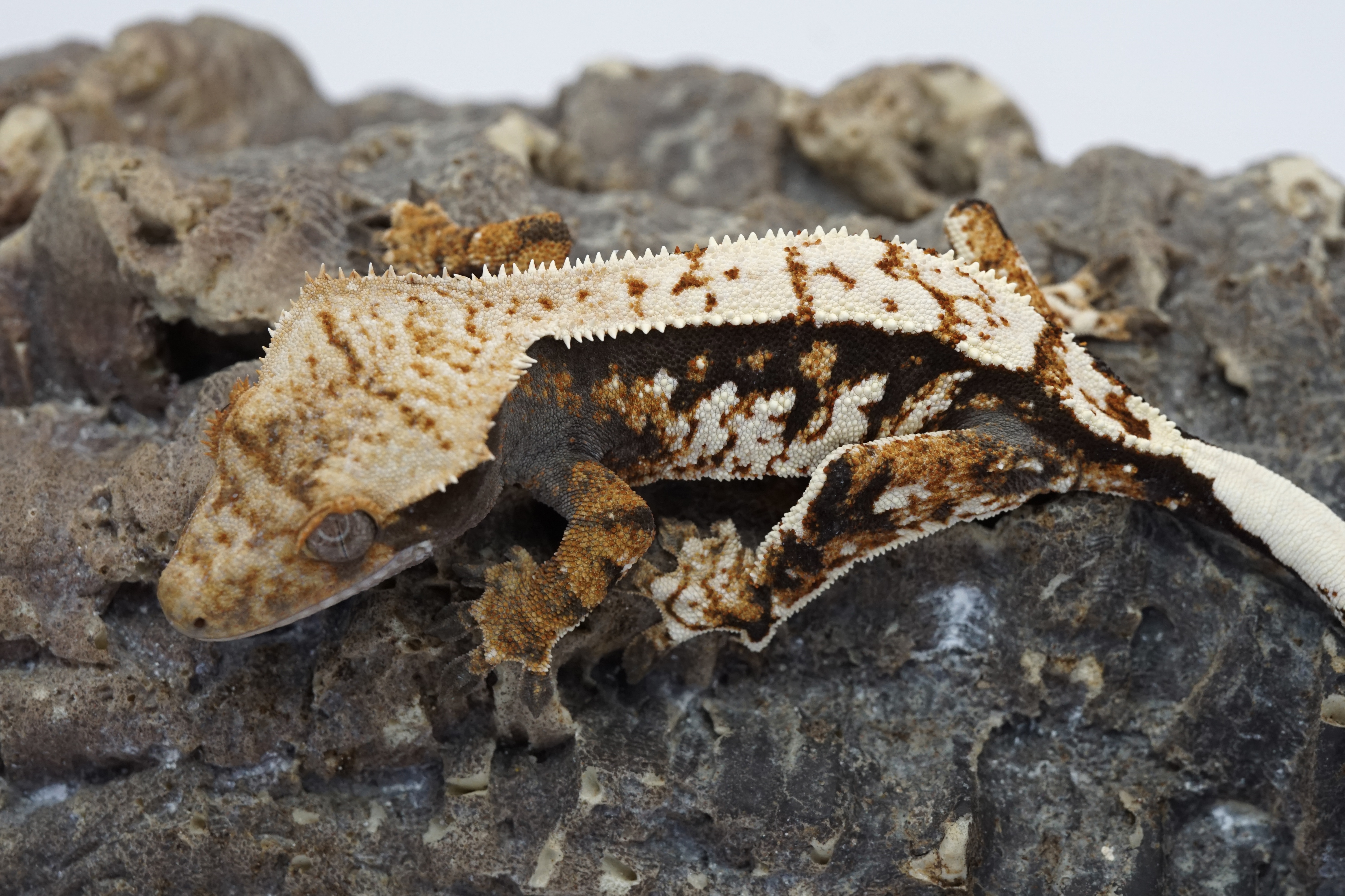 Dark tri Male