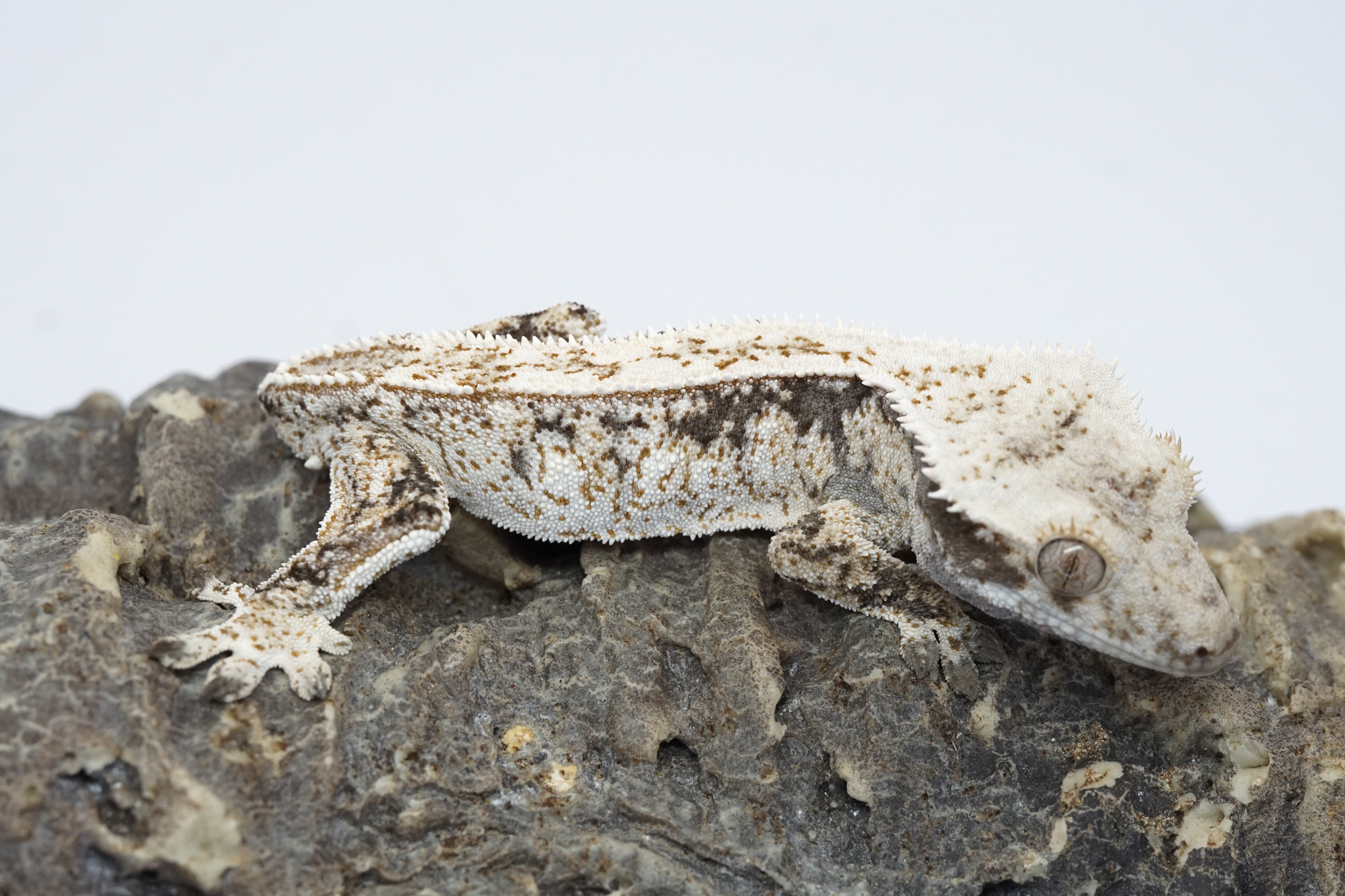 Funky pattern high white male