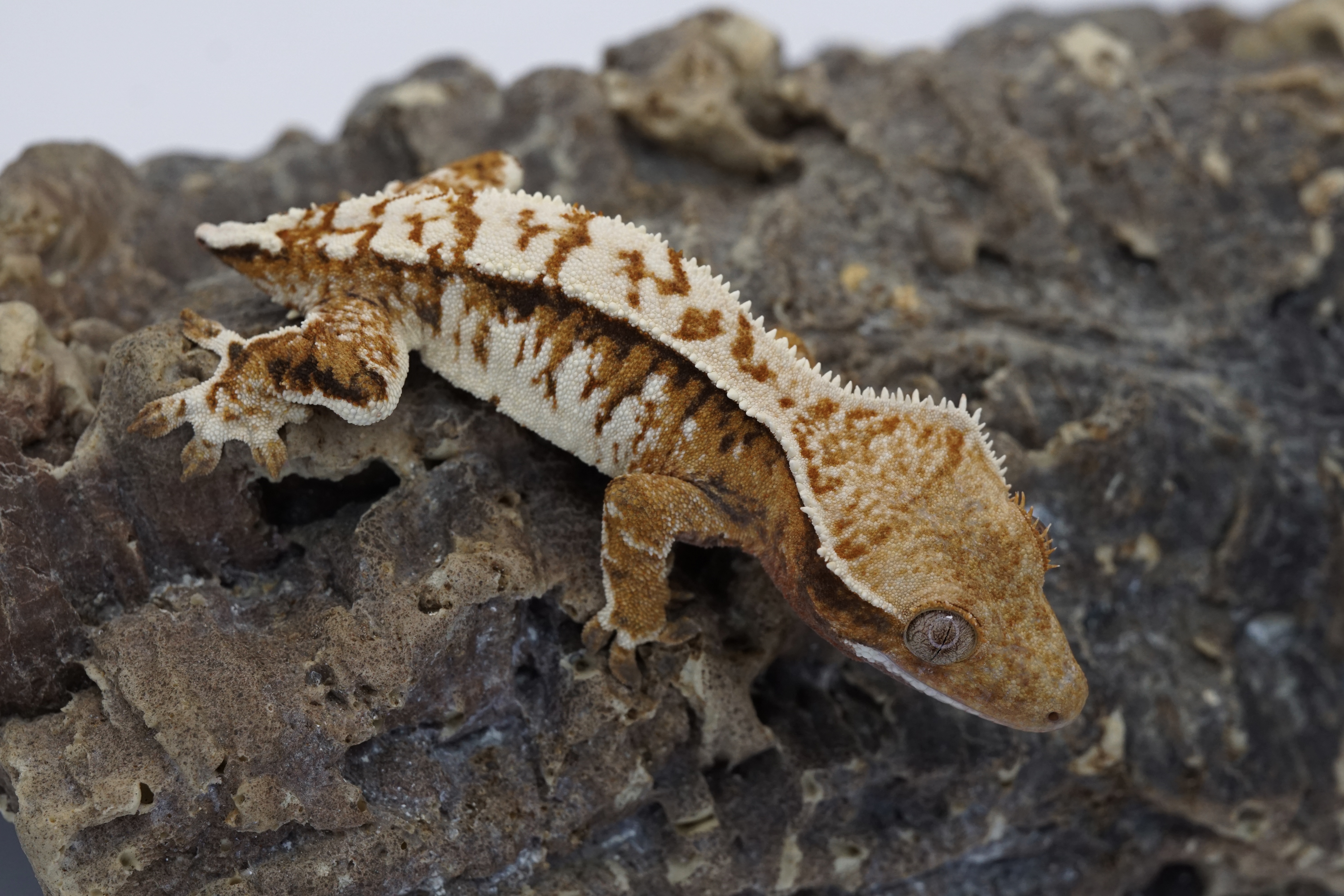 Super contrasftul tri female