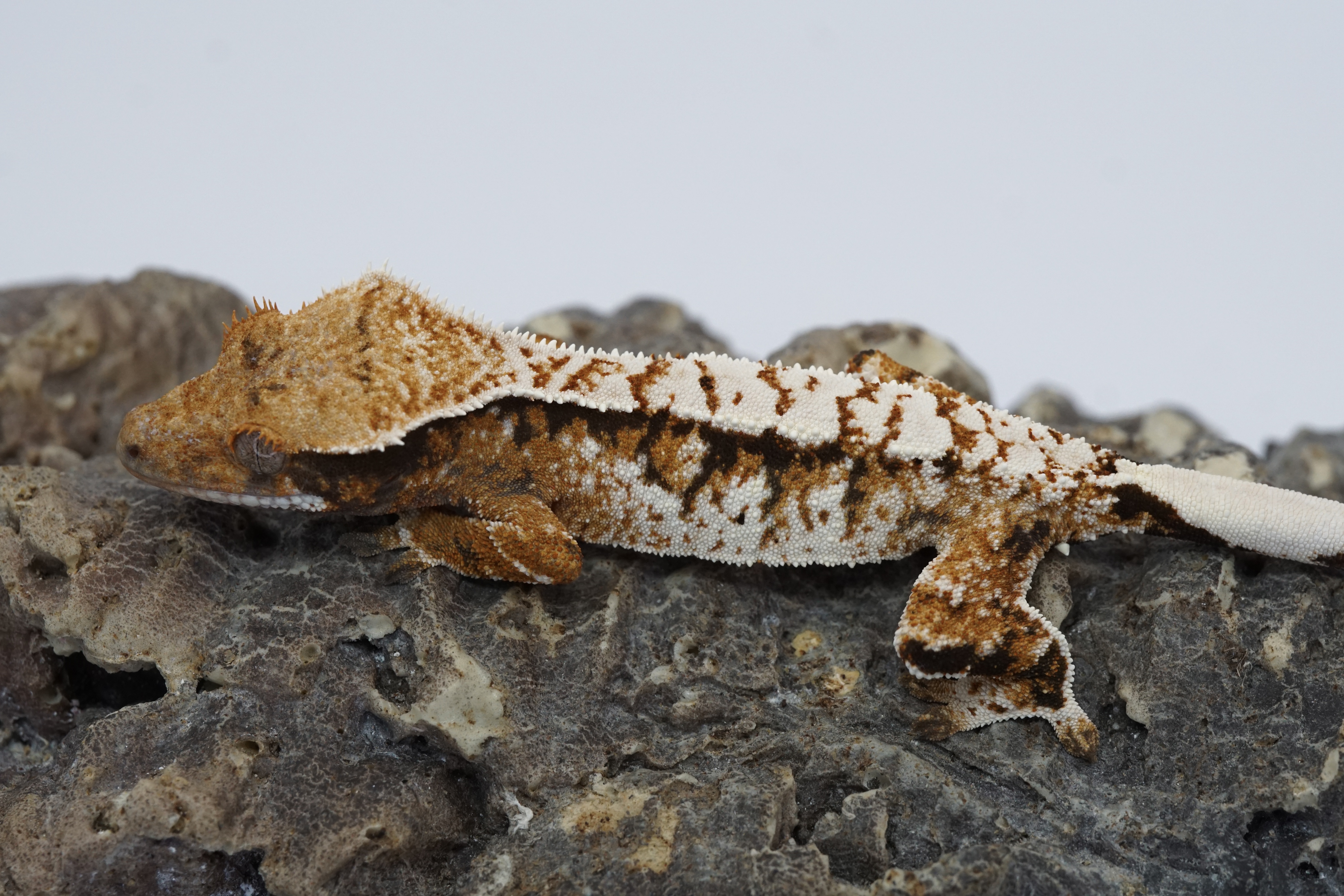 High contrast tricolor female