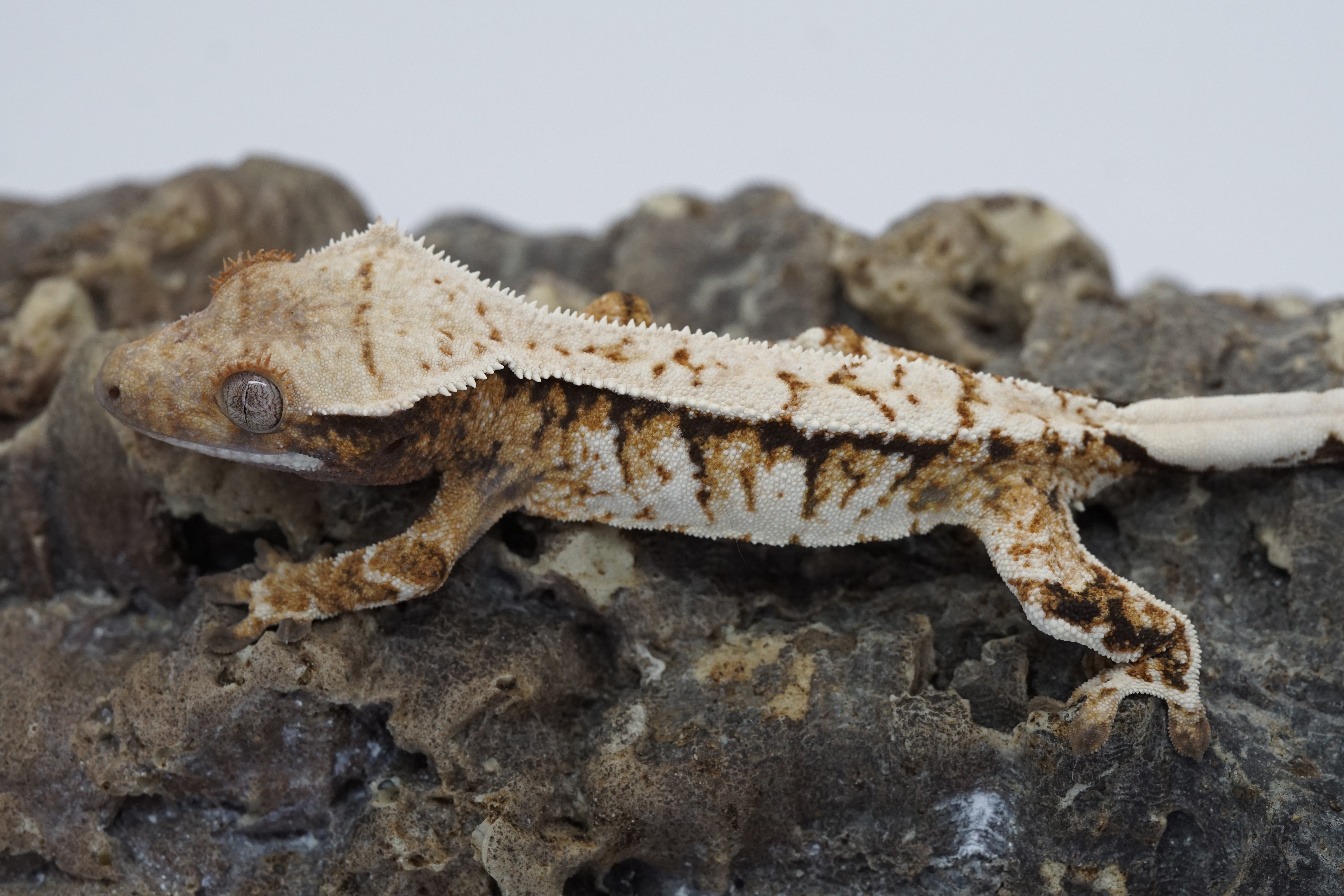 High white tricolor female