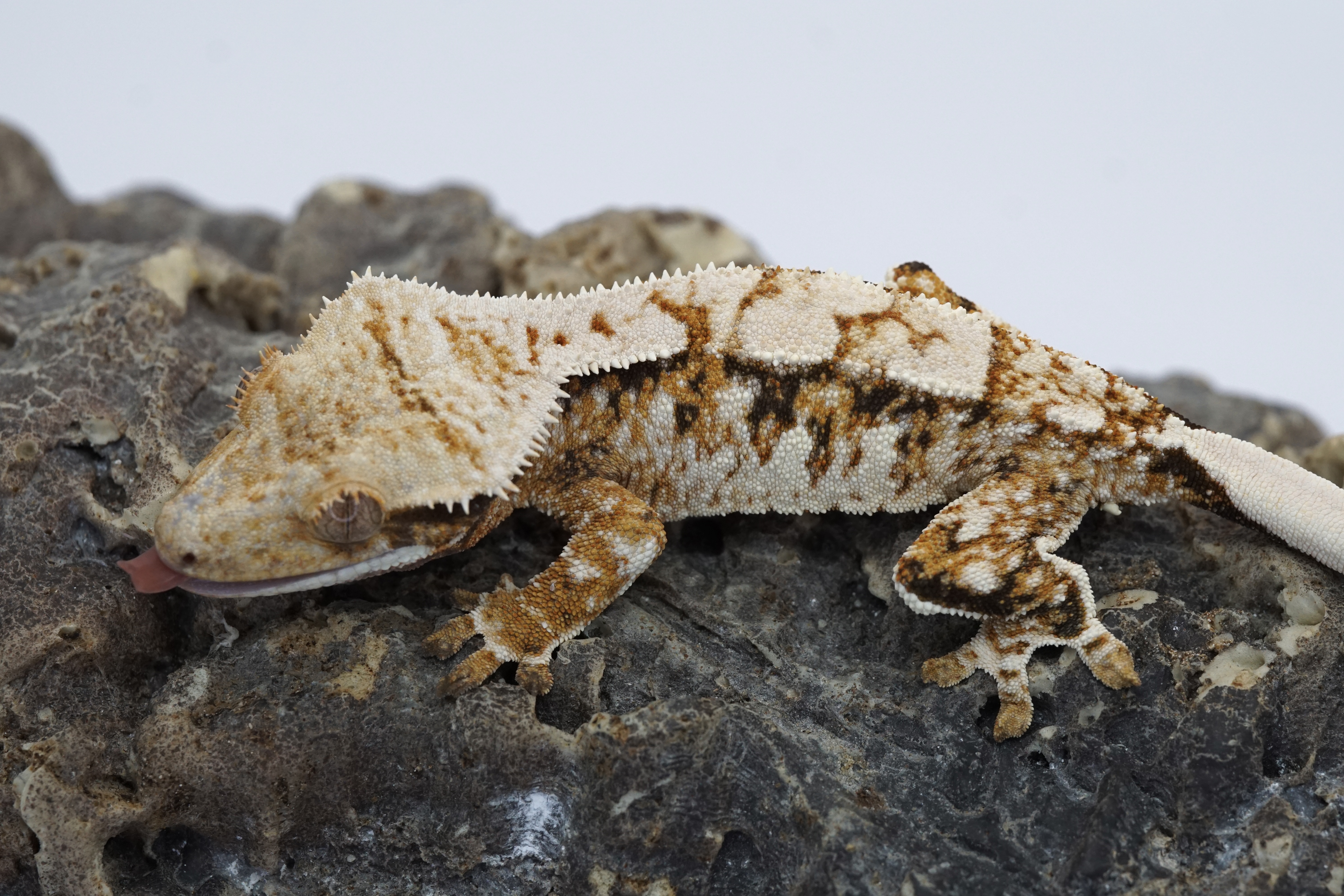 High quality orange tricolor Male