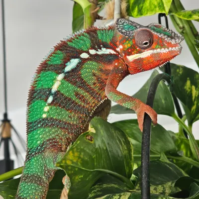Ambilobe Panther Chameleon