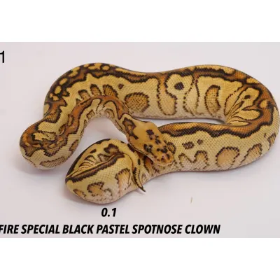 Ball Python