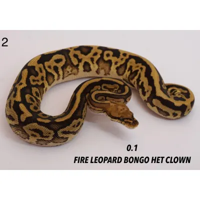 Leopard Fire Het Clown Bongo