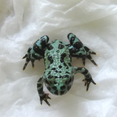 Oriental Fire-bellied Toad