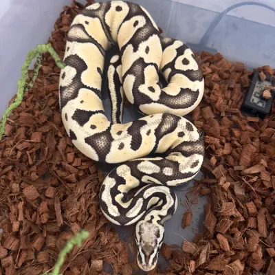 Desert Ghost 66% Het Axanthic (MJ)
