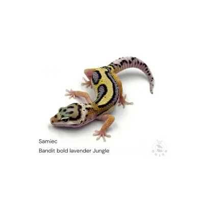 Leopard Gecko