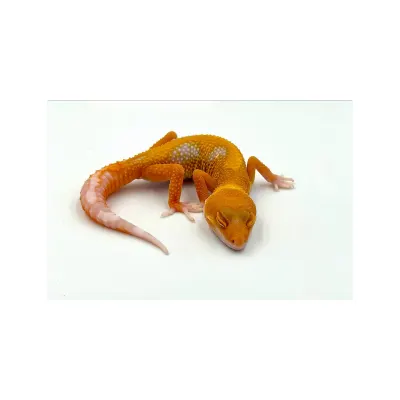 Leopard Gecko