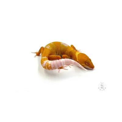 Leopard Gecko