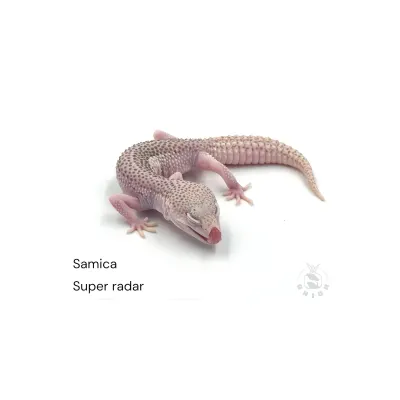 Leopard Gecko