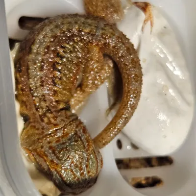 Agama vousatá