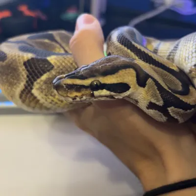 Ball Python