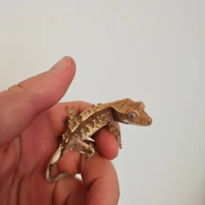 Wimperngecko