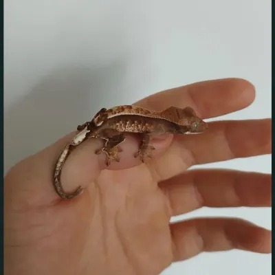 Wimperngecko