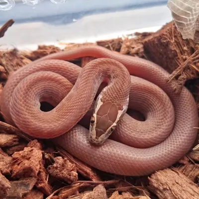 Boaedon sp. Red Kenya