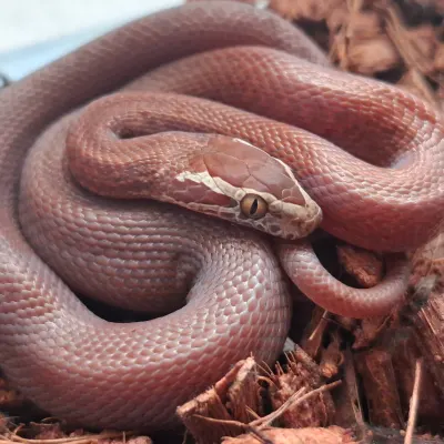 Boaedon sp. Red Kenya