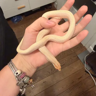 Westliche Hognose-Schlange