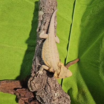 Agama brodata 1
