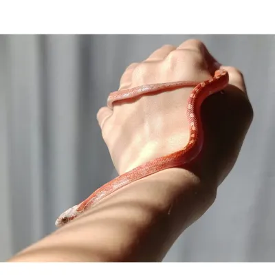 Corn Snake