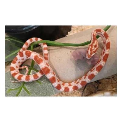 Corn Snake
