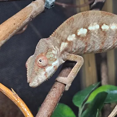 Kameleon lamparci Ambilobe