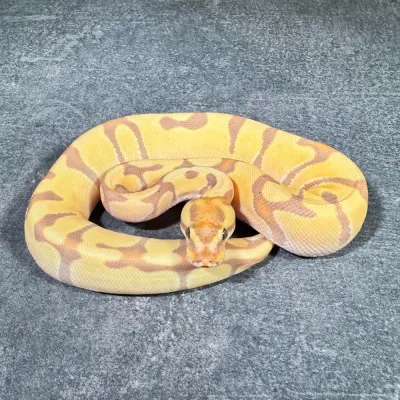 Banana Orange Dream Enchi Het Clown
