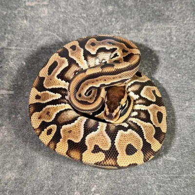 Puzzle Het Desert Ghost