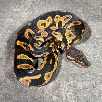 Yellow Belly Orange Dream Black Head