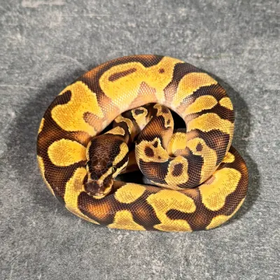 Yellow Belly Orange Dream Enchi